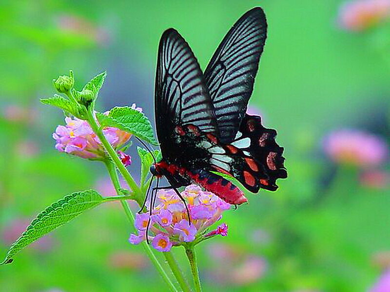 Black and Red Butterfly — Green, Serene, Afternoon, Photograph