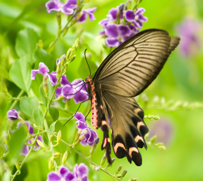 Black and Red Butterfly — Green, Serene, Afternoon