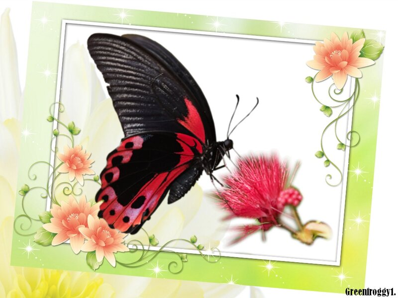 Black and Red Butterfly — Green, Serene, Illustration
