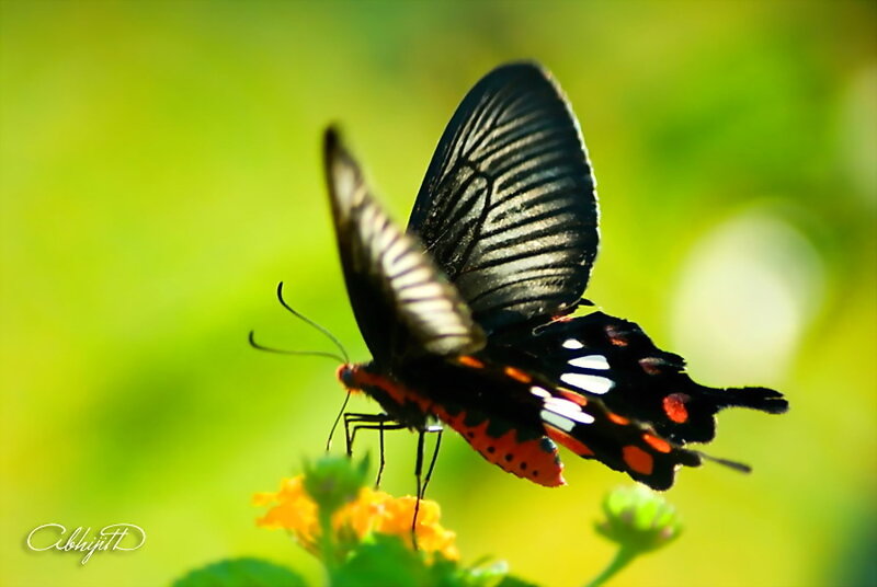 Black and Red Butterfly — Green, Serene