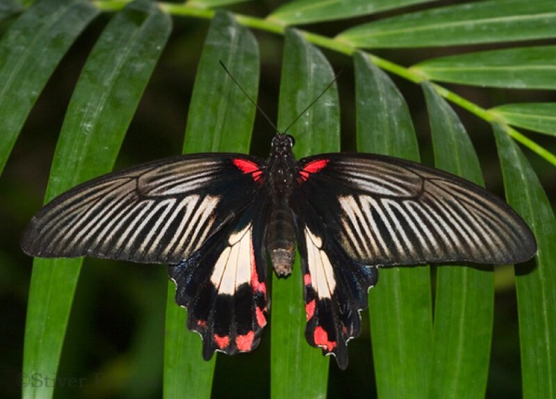 Black and Red Butterfly — Green