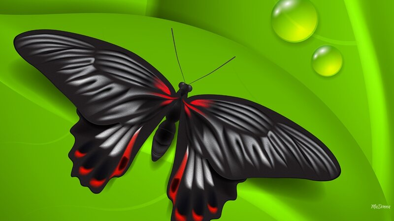 Black and Red Butterfly — Green, Vibrant
