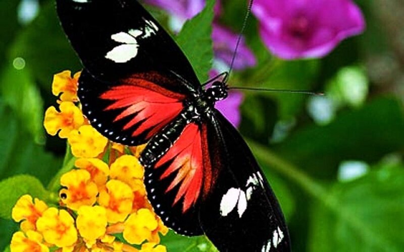 Black and Red Butterfly — Natural, Afternoon, Photograph, Flowers, Leaves