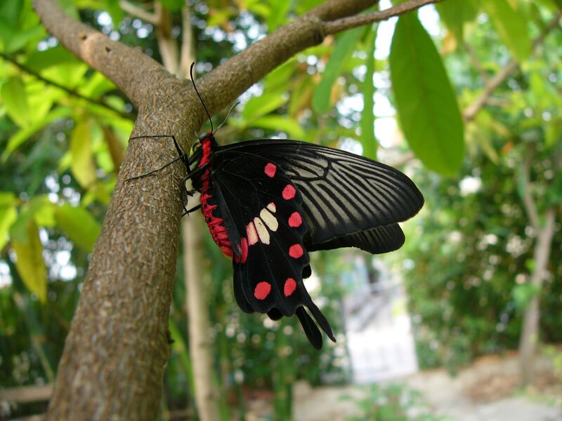 Black and Red Butterfly — Natural, Afternoon, Photograph