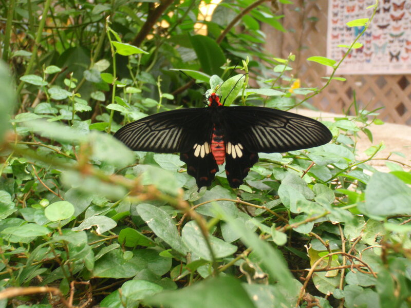 Black and Red Butterfly — Natural, Afternoon