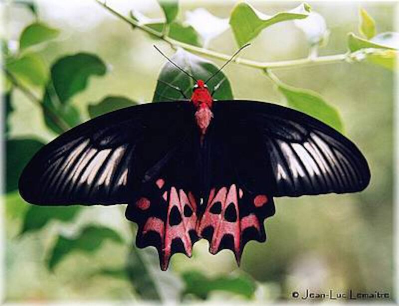 Black and Red Butterfly — Natural, Photograph, Green Leaves