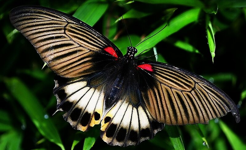 Black and Red Butterfly — Natural, Photograph