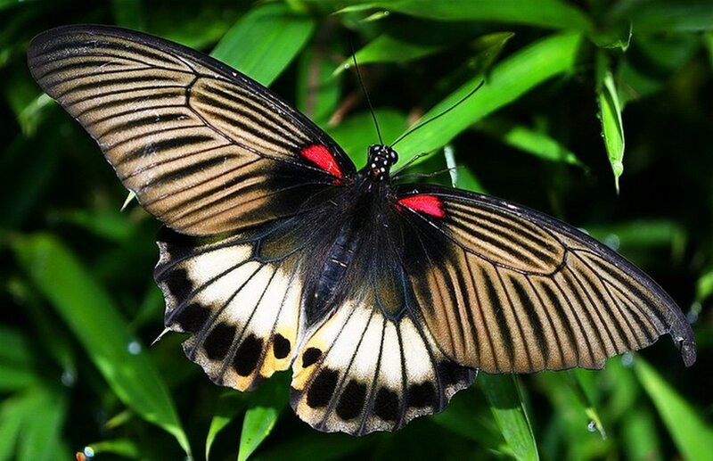 Black and Red Butterfly — Natural