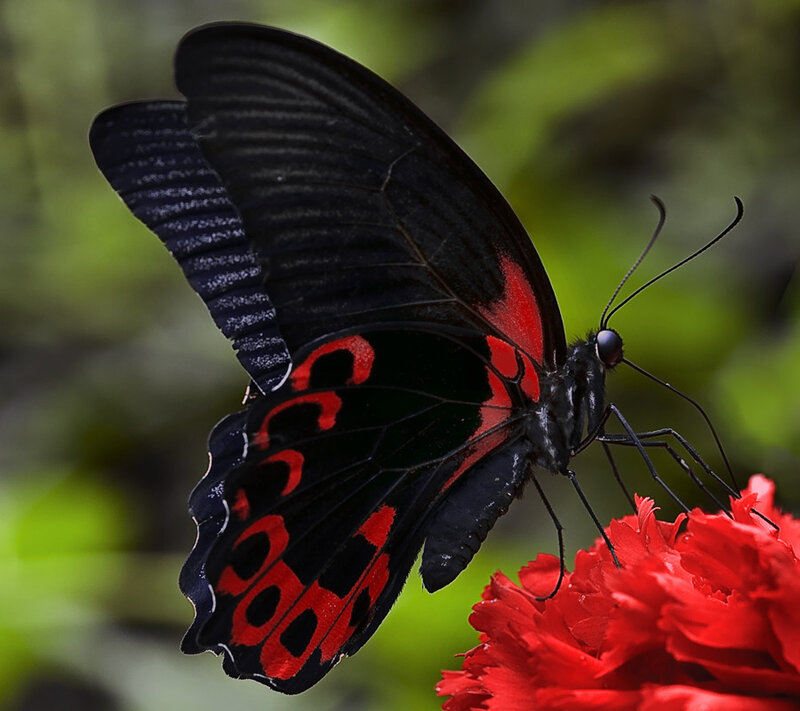 black and red butterfly on flower