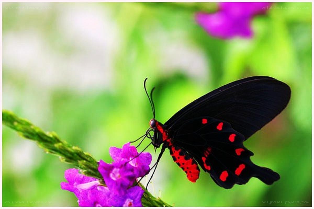black and red butterfly on flower