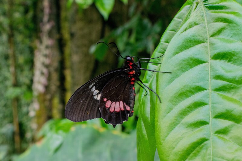 black and red butterfly on leaf