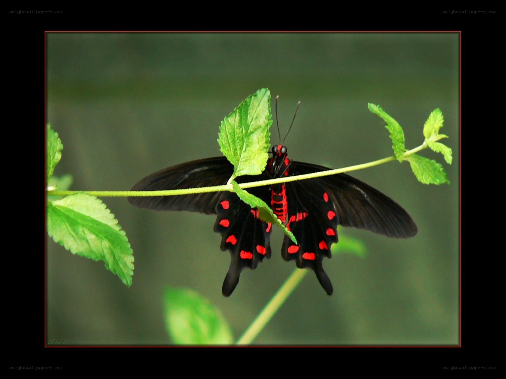black and red butterfly on leaf