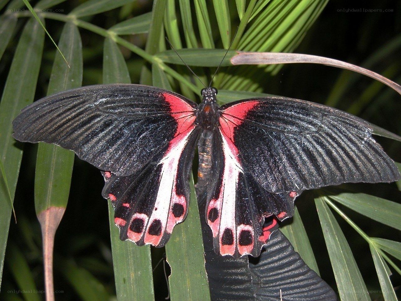 black and red butterfly on leaf