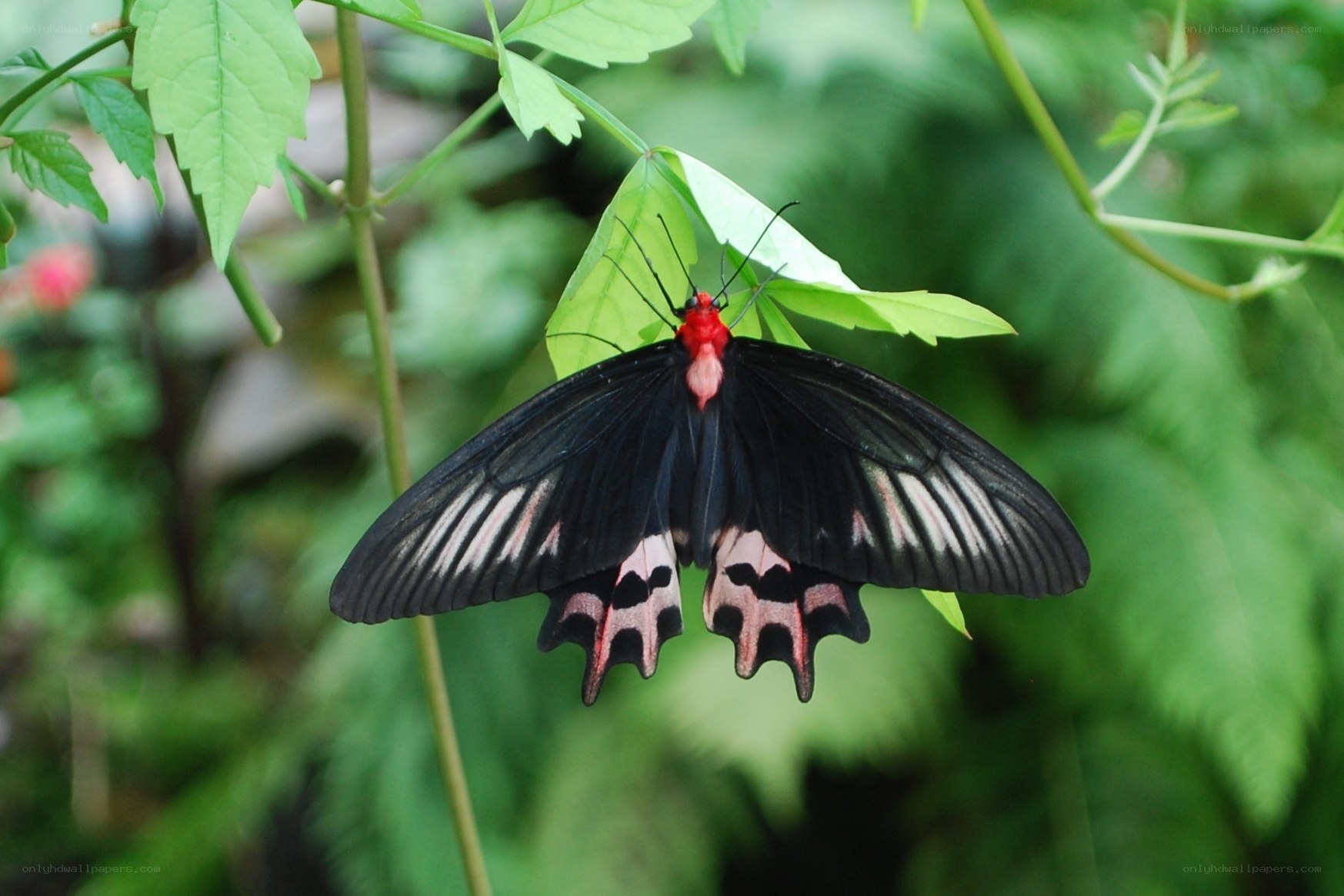 black and red butterfly on leaf