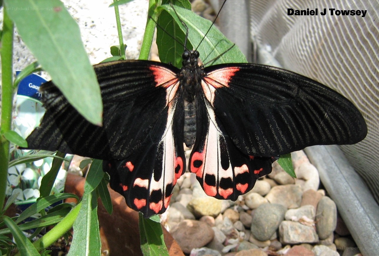 black and red butterfly on leaf