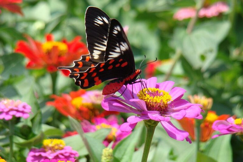 Black and Red Butterfly — Purple