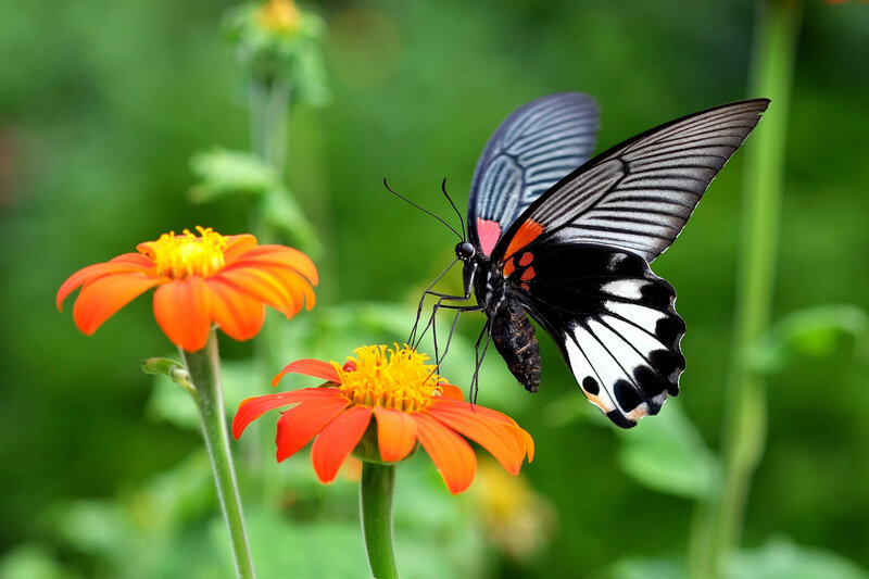 Black and Red Butterfly — Serene, Afternoon, Photograph, Orange Flower