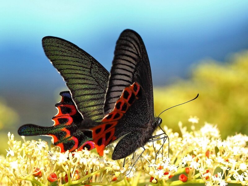 Black and Red Butterfly — Serene, Afternoon