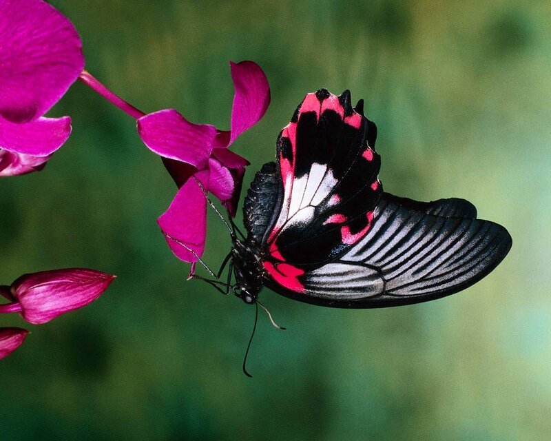 Black and Red Butterfly — Serene, Photograph, Flower, Orchid