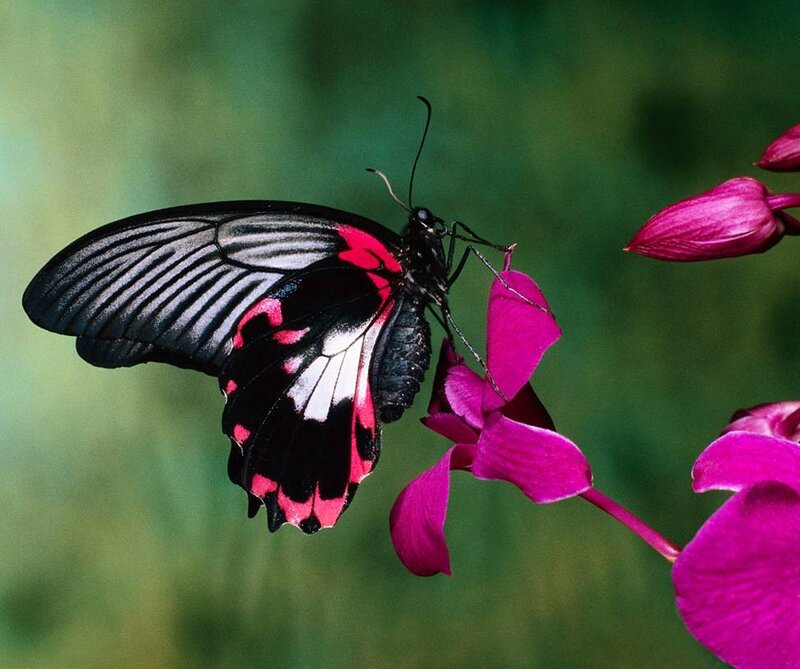 Black and Red Butterfly — Serene, Photograph, Flower