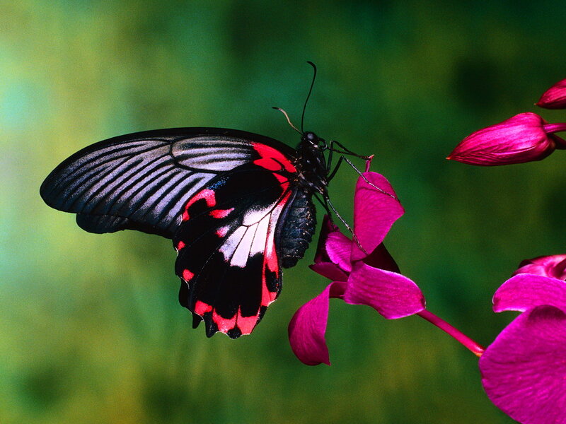 Black and Red Butterfly — Serene, Photograph