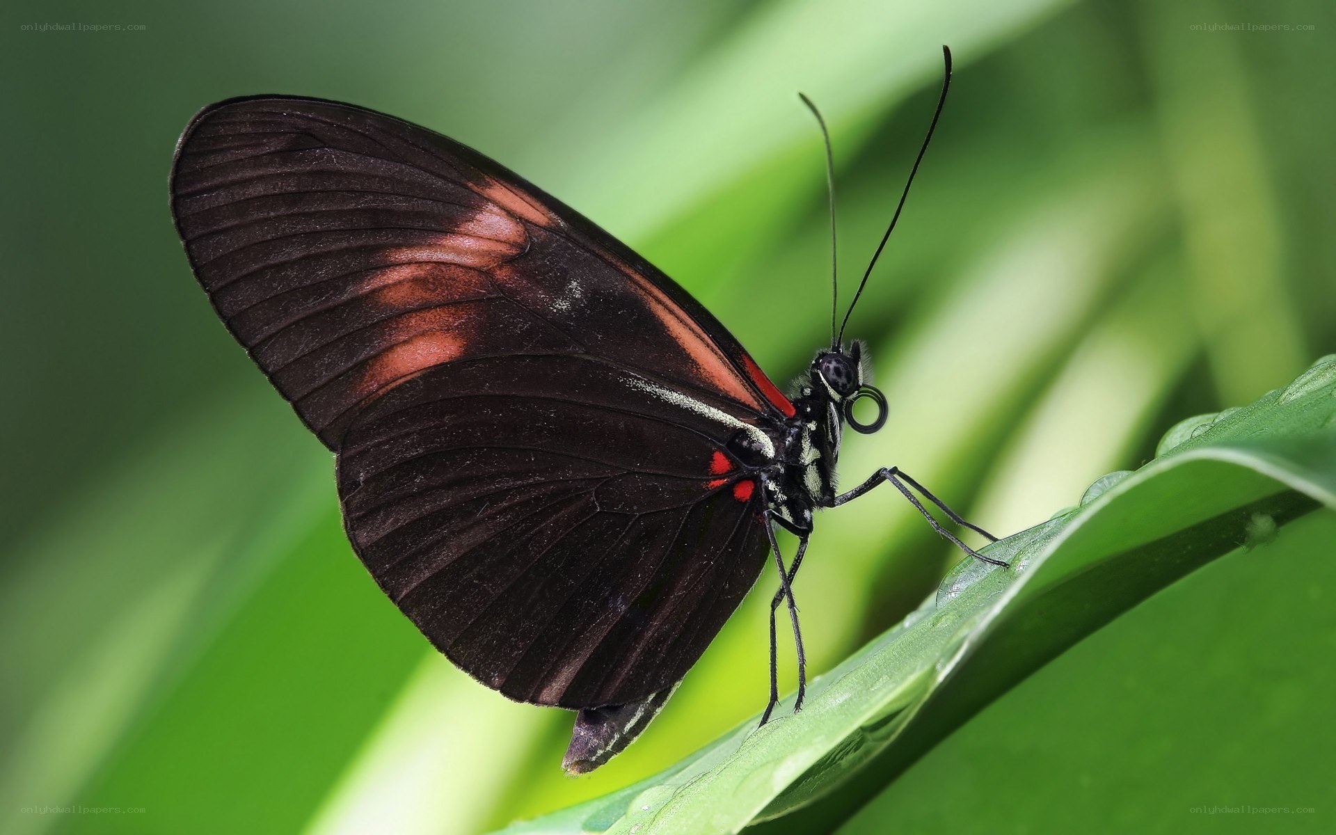 black and red butterfly
