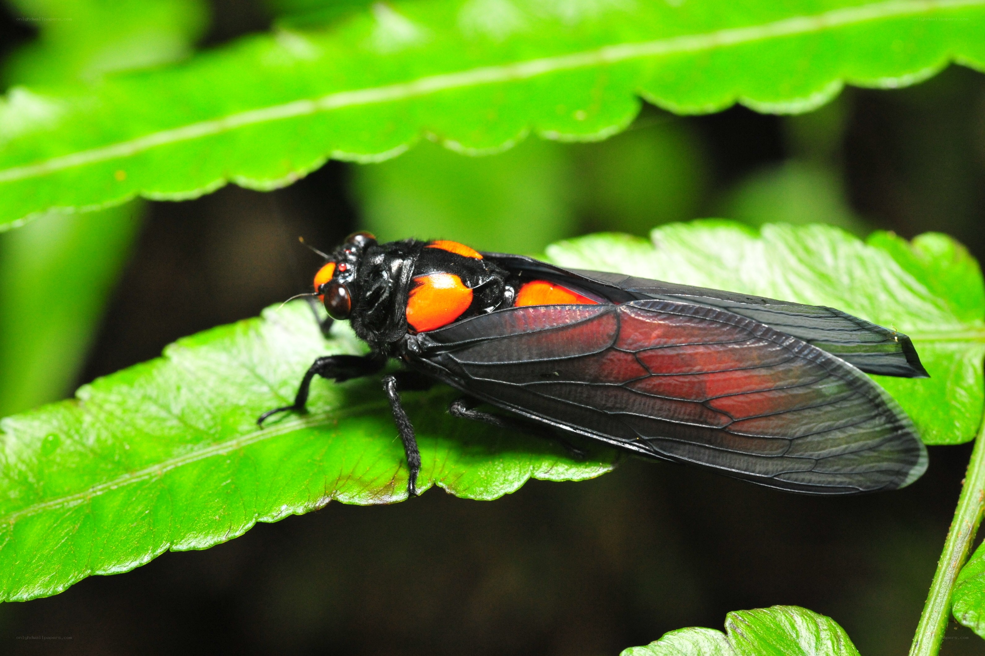 black and red cicada on leaf
