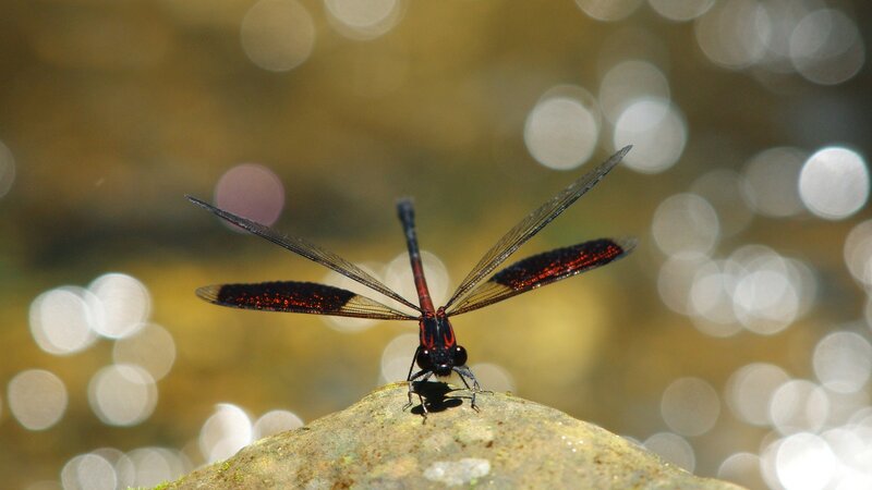 Black and Red Dragonfly