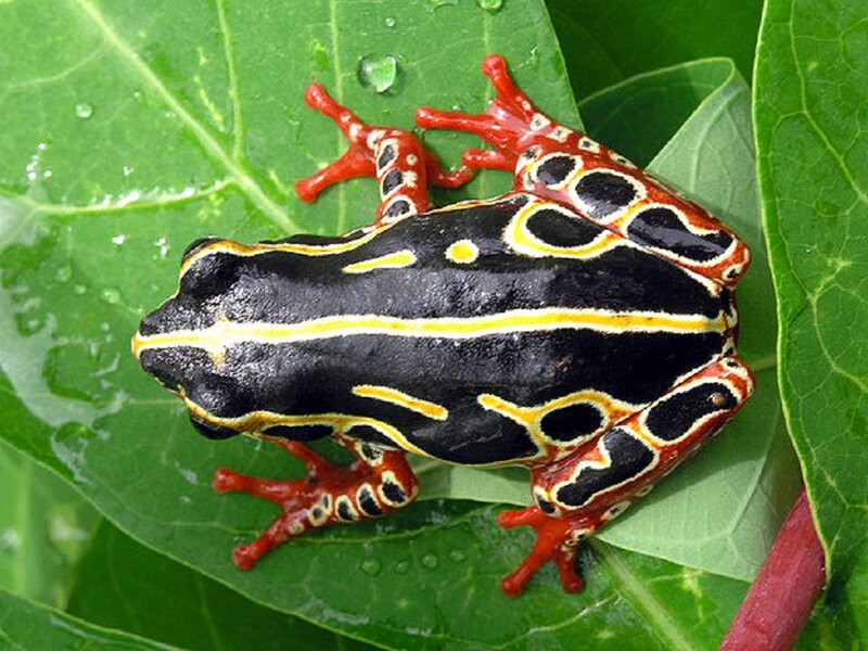 Black and Red Frog