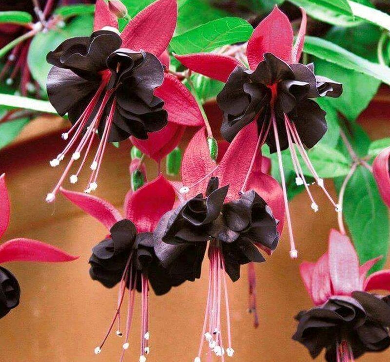 Black and Red Fuchsia Flowers