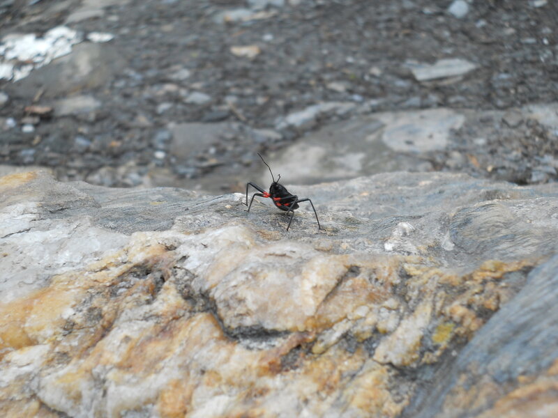 Black and Red Insect