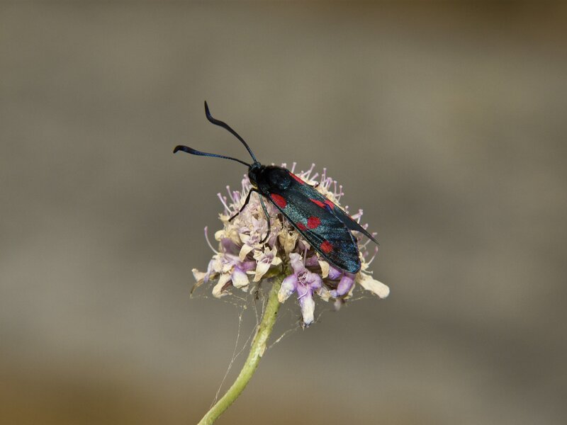 black and red moth on flower