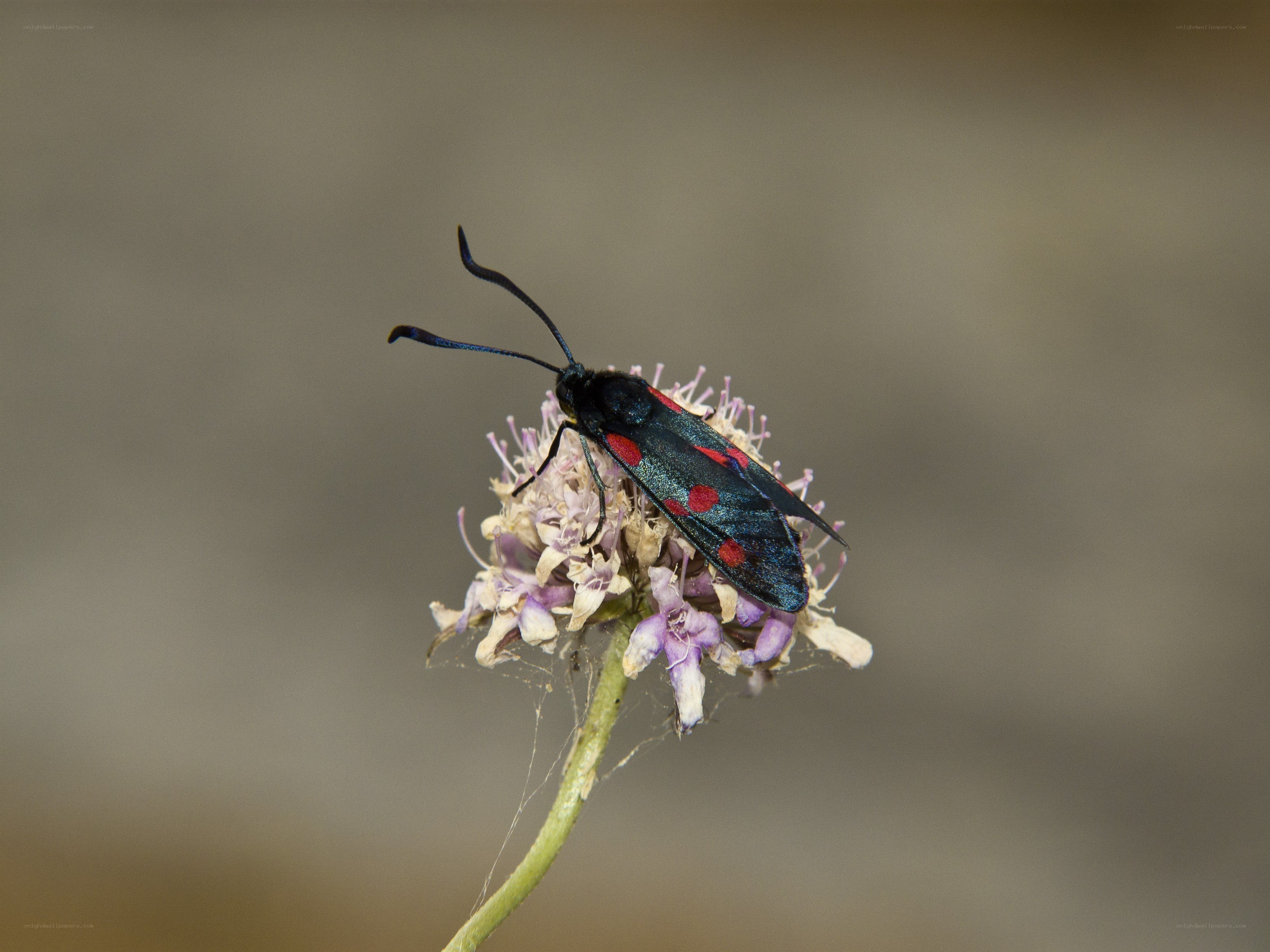 black and red moth on flower