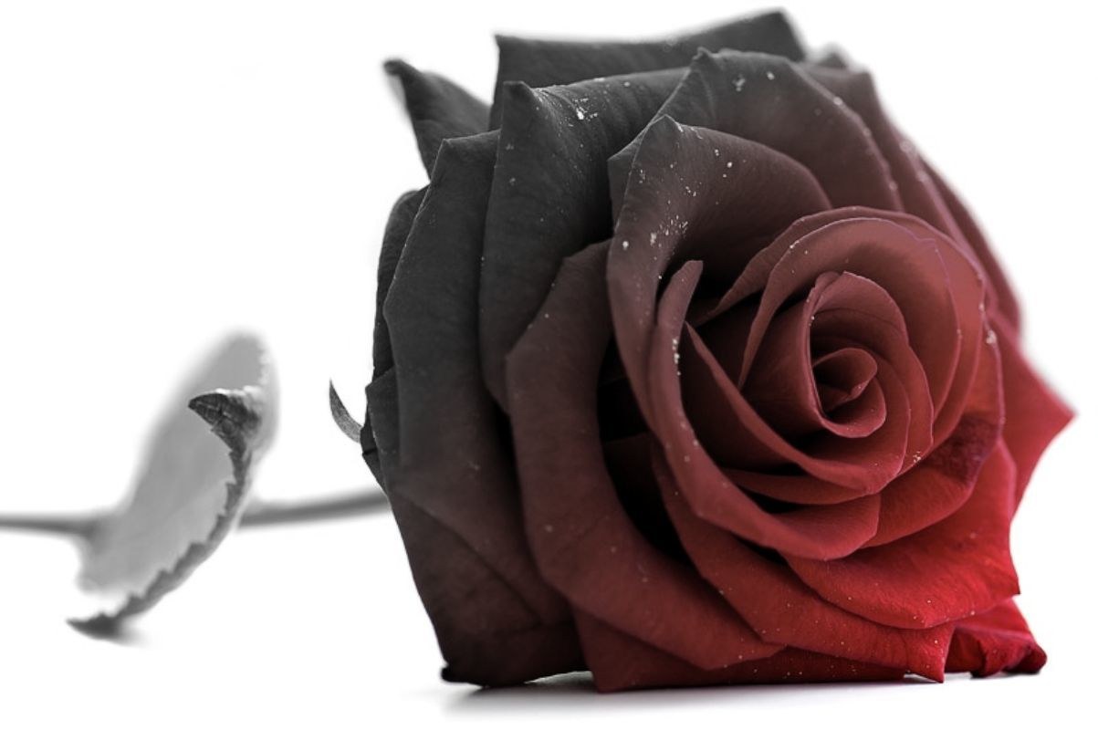 black and red rose