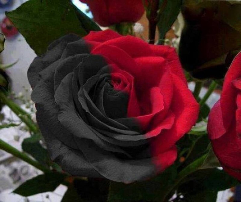 Black and Red Rose — Dramatic, Photograph, Leaves