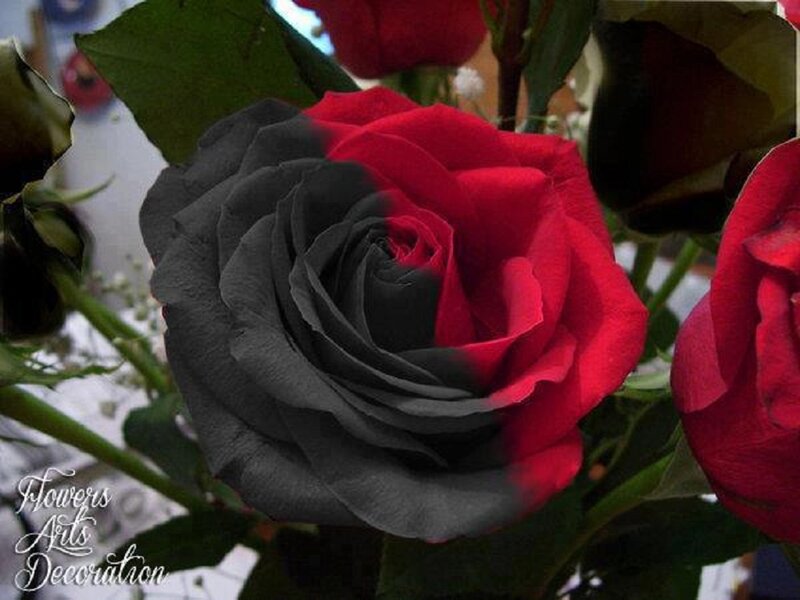 Black and Red Rose — Dramatic, Photograph