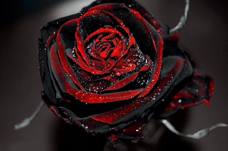 Black and Red Rose — Dramatic, Photograph, Water Droplets, Dark Background