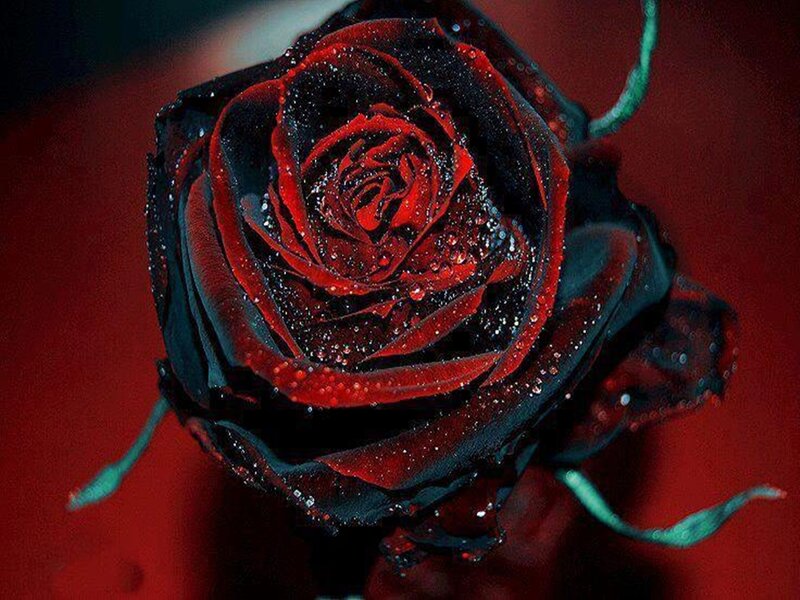 Black and Red Rose — Dramatic, Photograph, Water Droplets
