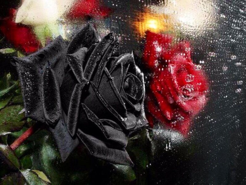 Black and Red Roses — Dramatic, Photograph, Flowers