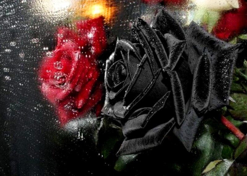 Black and Red Roses — Dramatic, Photograph, Raindrops