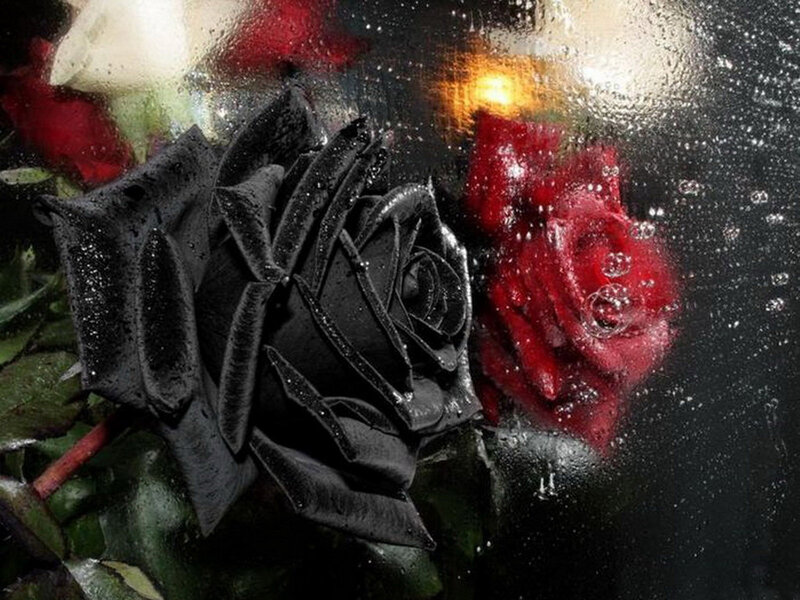 Black and Red Roses — Dramatic, Photograph