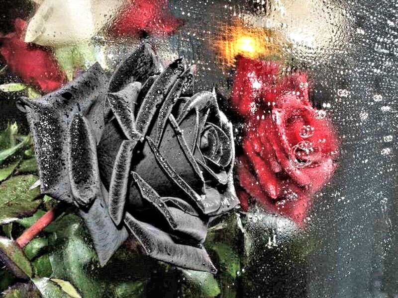 Black and Red Roses — Dramatic