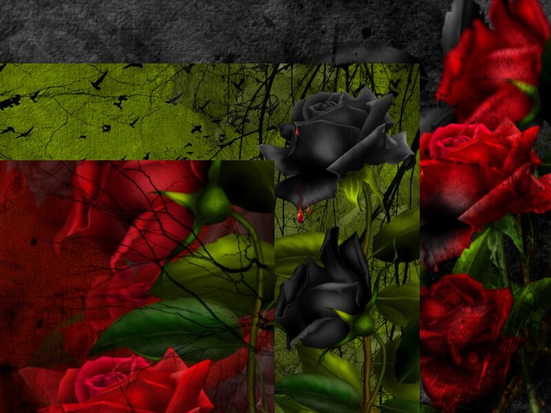 Black and Red Roses