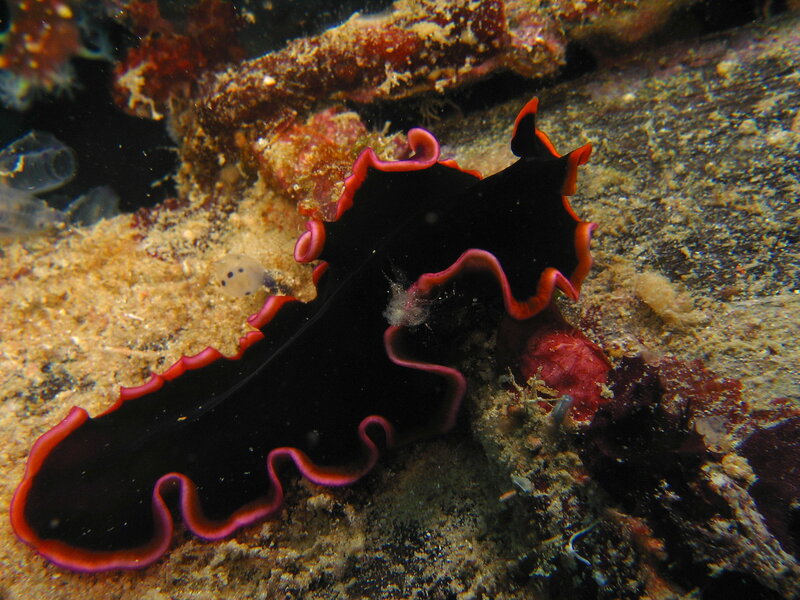 black and red sea slug