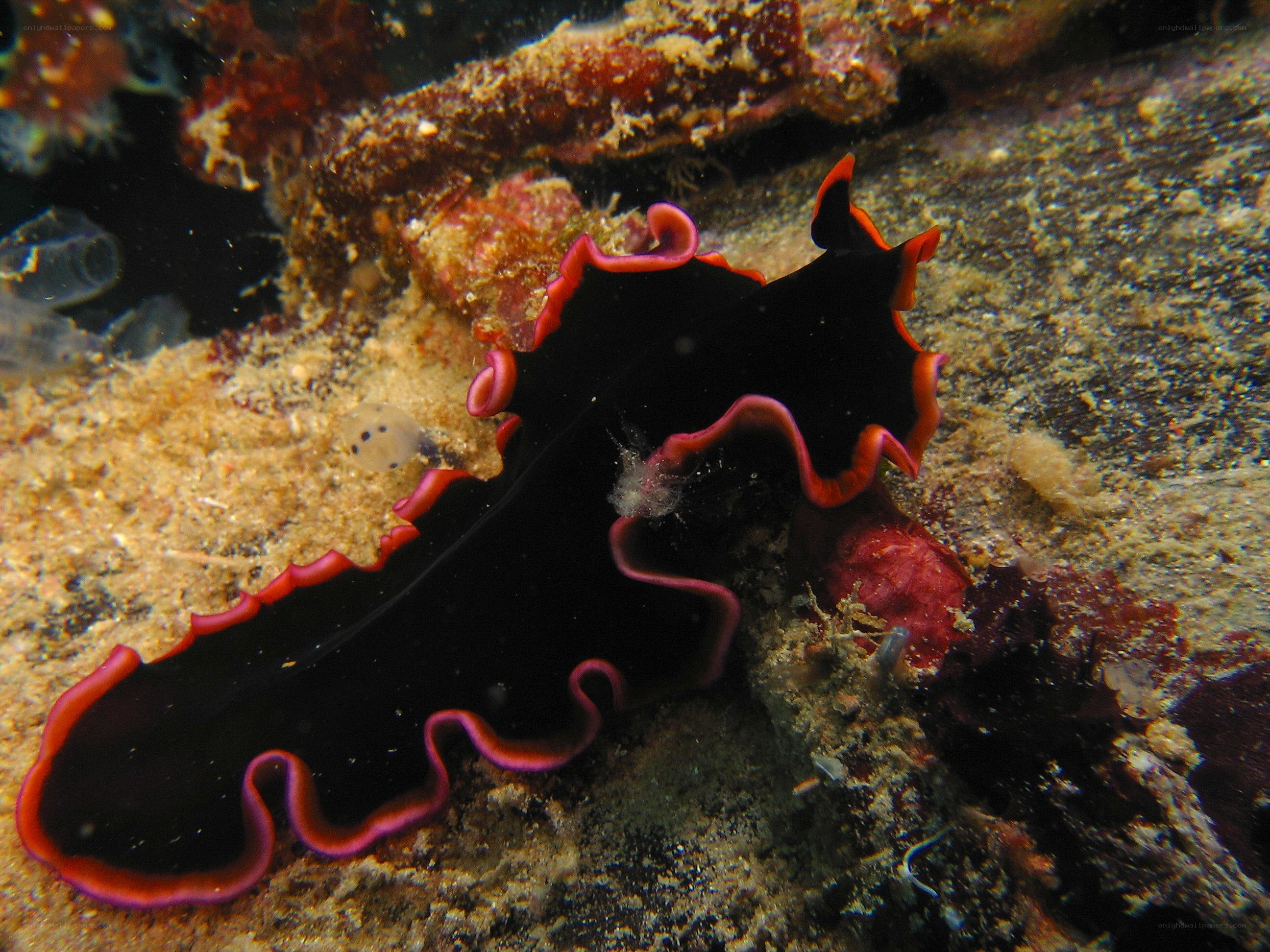 black and red sea slug