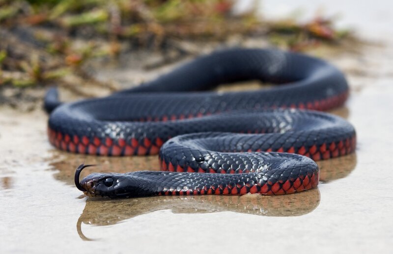 Black and Red Snake