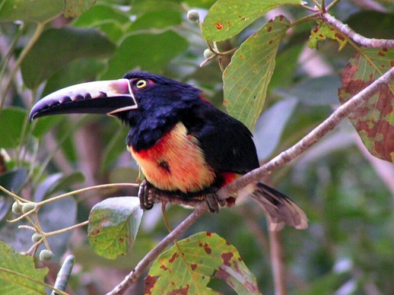 Black-and-rufous-tufted-toucan
