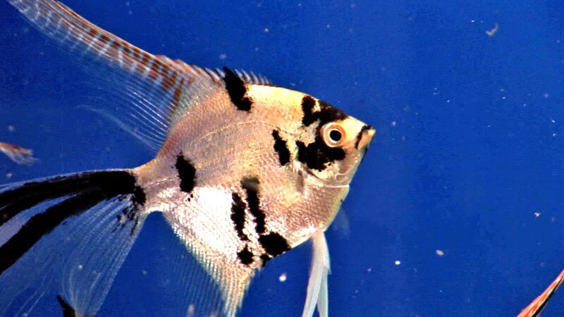 Black and Silver Angelfish