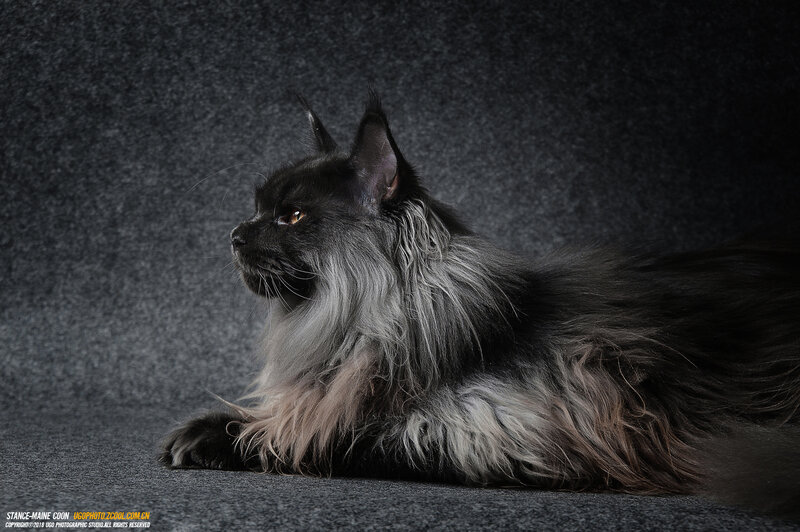 Black and Silver Cat