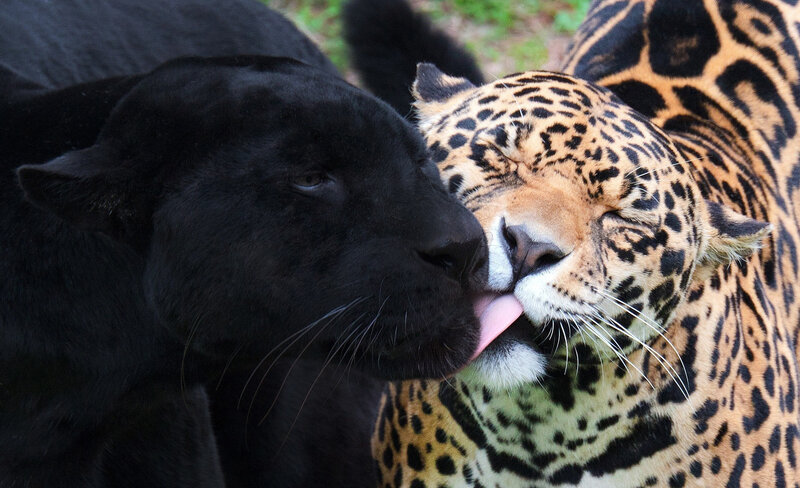 Black and Spotted Jaguar — Calm
